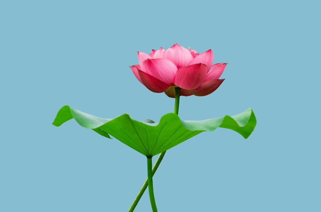 马思纯因花少团决议戒药 焦虑心情大幅缓解